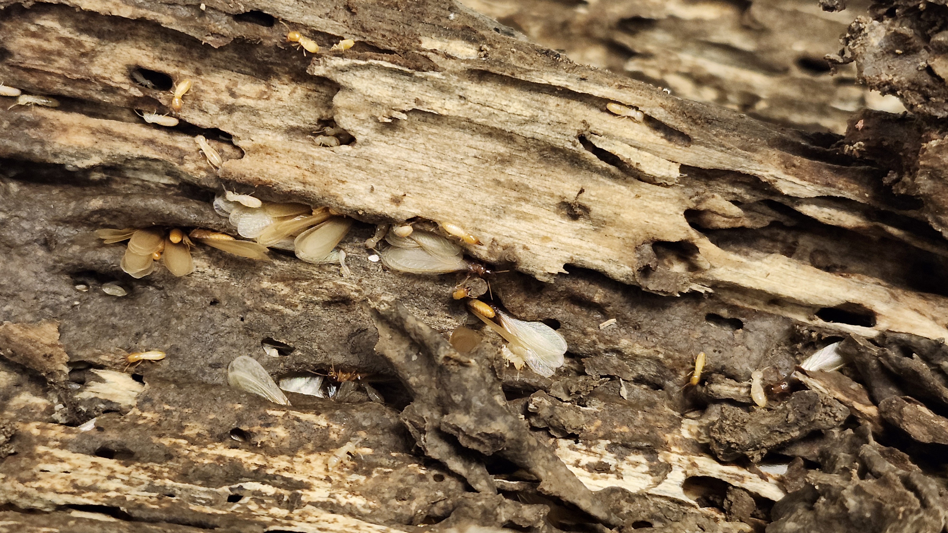 Termites aren’t just a threat to structures. They can cause trouble in the garden, too.